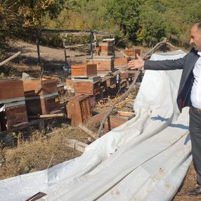 Bursa'da ayılar, arı çiftliğini talan etti