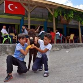 Öksüz kalan sıpaya Muşlular sahip çıktı
