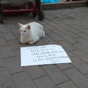 Bursa'da hamile kedi için döviz hazırlandı