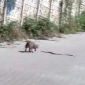 Zonguldak'taki kedinin yılanla kavgası