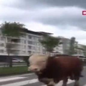 Ordu'da kurbanlık boğa ortalığı birbirine kattı
