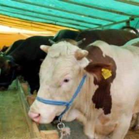 Kredi kartıyla kurban kesimi İstanbul Müftüsü'ne soruldu