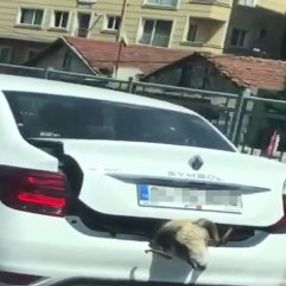 İstanbul'da kurbanlık koyunu bagajda taşıdı