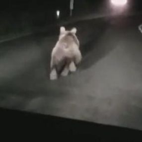 Bartın'da seyir halindeki aracın önüne ayı çıktı