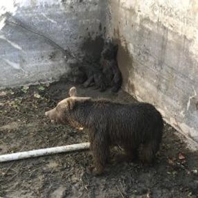 Bursa'da aç kalan ayı ve iki yavrusu için seferber olundu