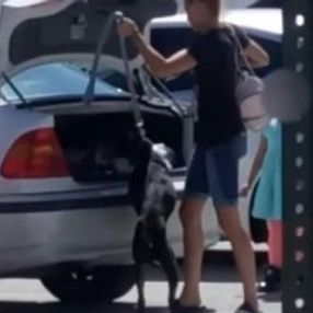 ABD'de barınağın kabul etmediği köpeği bagaja kilitledi