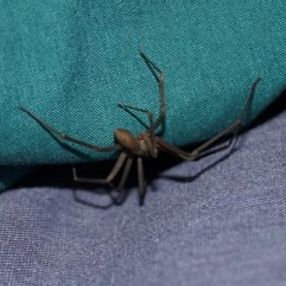 Kulağındakini su zannetti, örümcek çıktı