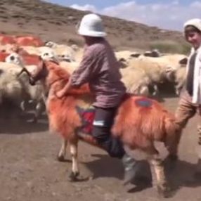 Tunceli'nin geleneği hala yaşatılıyor