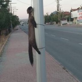 Gelinciği yol kenarındaki direğe bağladılar