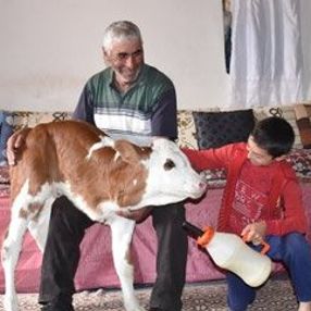 Üç ayaklı buzağıya bebekleri gibi bakıyorlar