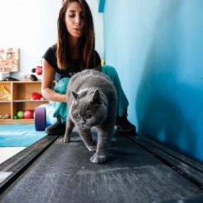 Ankara'da pilatesle zayıflayan obez kedi