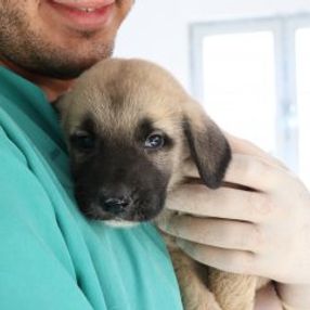 4 yavru köpeği çuvala koyup kuyuya attılar