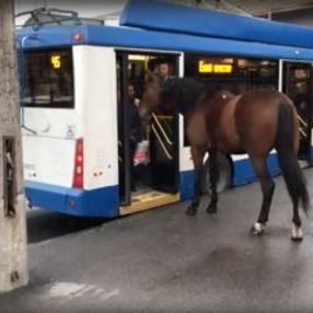 Rusya'da otobüs bekleyen at kamerada