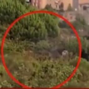 Pendik'teki orman yangınında 1 gözaltı