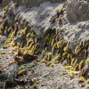 Kütahya'da ormanı istila eden tırtıllar yolları aştı