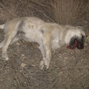 Başkent'te iki köpek zehirli sosislerle öldürüldü