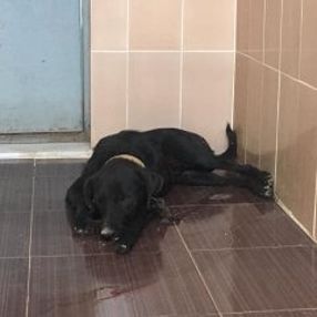 Dünya Hayvanları Koruma Günü'nde köpeğe ateş ettiler