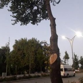 Ağaç kesen esnafa 50 bin TL'lik ceza