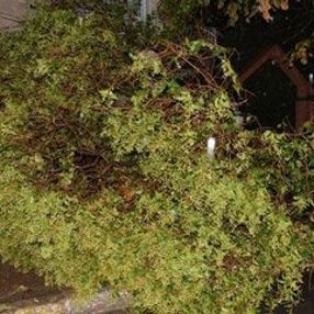 İstanbul’da fırtına ağaçları devirdi, çatıları uçurdu
