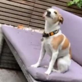 Sahibini kıskanıp çaktırmamaya çalışan köpek