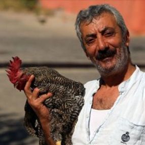 Kurtardığı horozla dost oldu