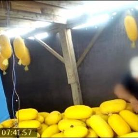 Her gün komşusunun kavunlarını bıçakladı
