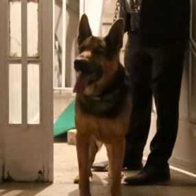 Ağız tasması olmayan köpek, polise saldırdı
