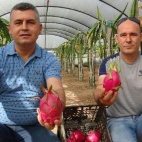 Pitaya dalında bile yok satıyor