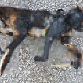 Temizlik işçileri parkta yanmış kedi ölüsü buldu