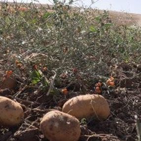 Yozgat'ta 6 çeşit yerli patates hasadı