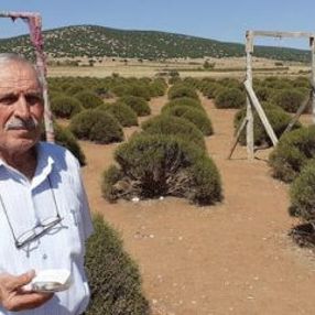 Lavanta bahçesindeki altın dolu kutunun sahibi çıkmadı