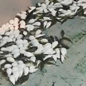 Antalya'da yüzlerce balon balığı ağlara takıldı