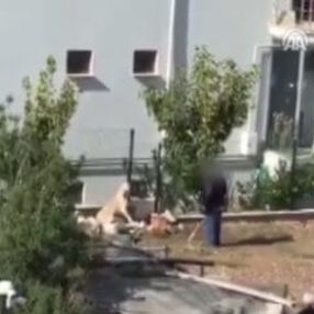 Ağaca bağlı köpeği sopayla dövdü