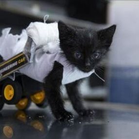 Yürüyemeyen kedi için yürüteç