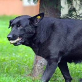 Kocaeli'de yavrularını kaybeden köpek
