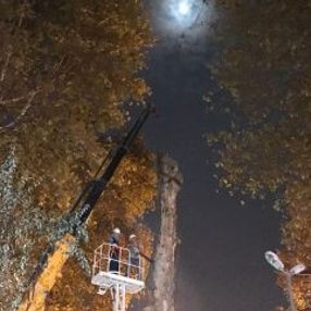 Kocaeli'de asırlık çınar kesildi