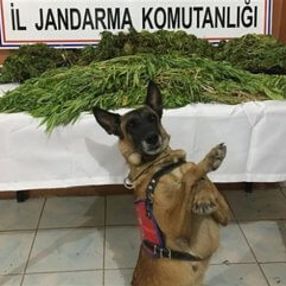 İstanbul'da uyuşturucu operasyonlarının bilançosu