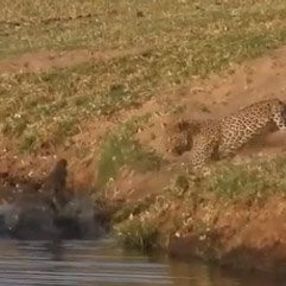 Timsahın avına sulanan leopar