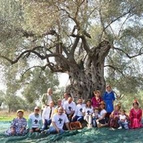 3 bin 200 yıllık zeytin ağacının hasadı yapıldı