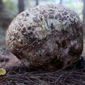 Muğla'da 3 kilogramlık dev mantar bulundu