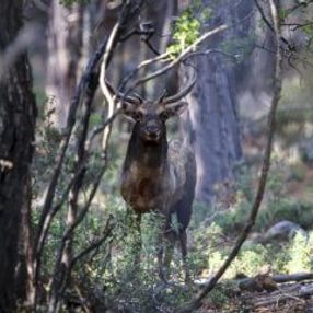 Toros Dağları eteklerinde alageyik görüntülendi