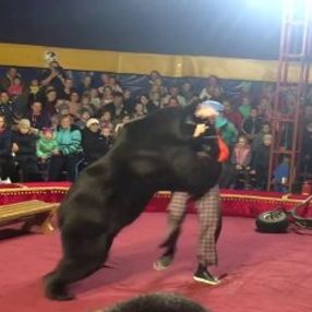 Rusya'da canı acıyınca terbiyecisine saldıran ayı