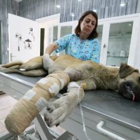 Bursa'da araç çarpan yaralı köpek ameliyat edildi