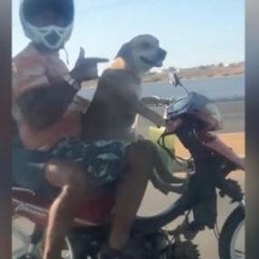 Brezilya’da motosiklet süren köpek