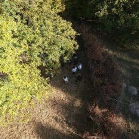 Kütahya'da 800 yıllık kestane ağacından hasat etkinliği