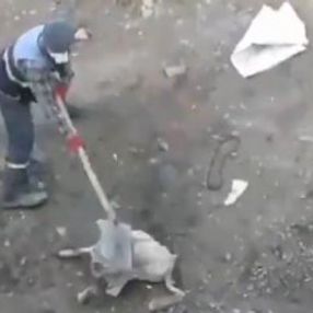Köpeğe işkence kamerada