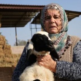 Adana'da 40 koyunu çalınan Ayşe Teyze hırsızlara yalvardı