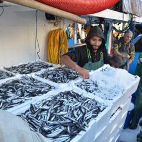 Kastamonu'da hamsi bolluğu