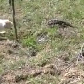 İguanaya kafa tutan köpeğin acıklı sonu