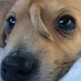 ABD'de bir köpek alnında kuyrukla doğdu